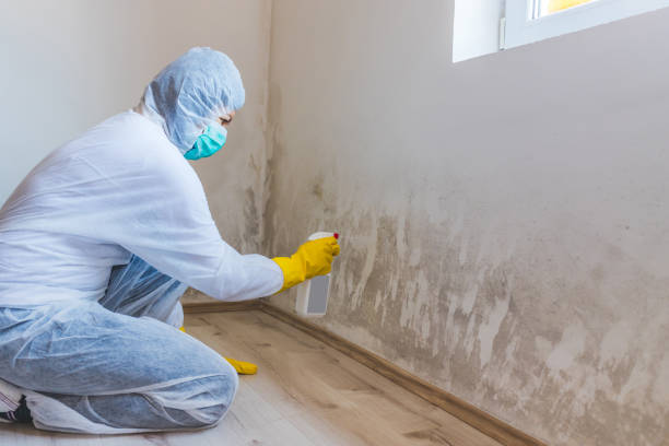 Licensed Black Mold Removal service in Rohrersville, MD - WQB Mold Removal