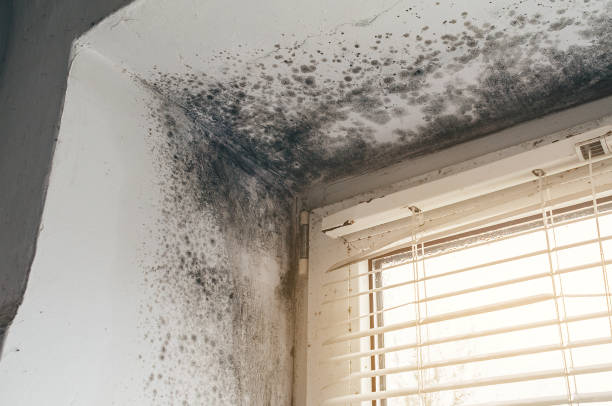 Affordable Black Mold Removal solutions in Rohrersville, MD